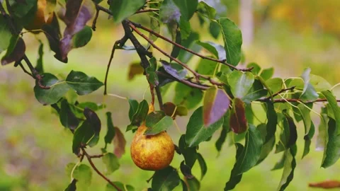Pears on a tree close-up Video stock 220146193