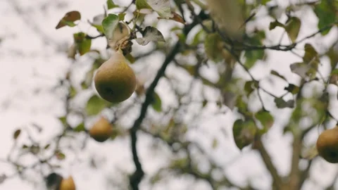 Pears on a tree close-up Stock-Footage 220418360