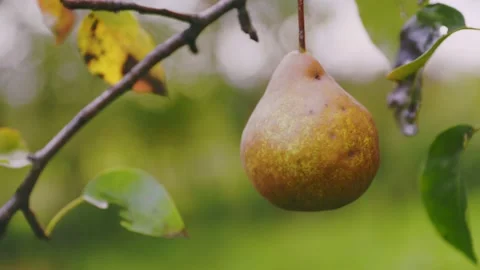Pears on a tree close-up Stock Footage 220540797