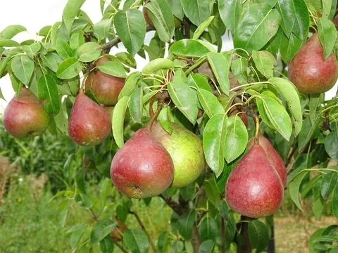 Pears in the tree during August in Romania Stock-Fotos