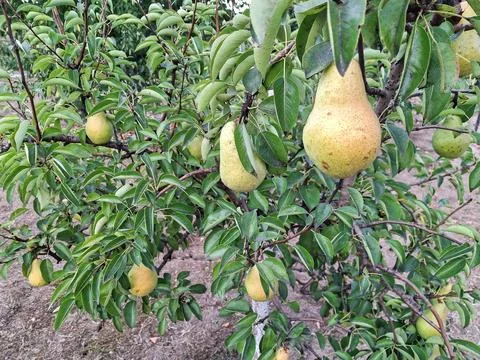 Pears in the tree during the summer 库存照片
