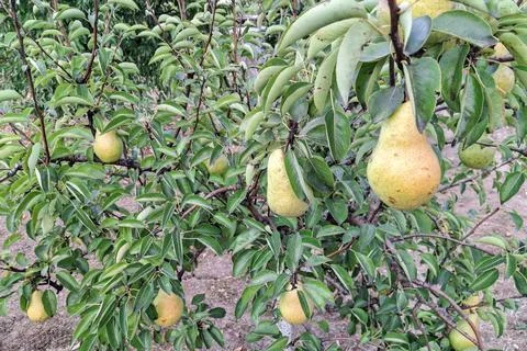 Pears in the tree during the summer Фото