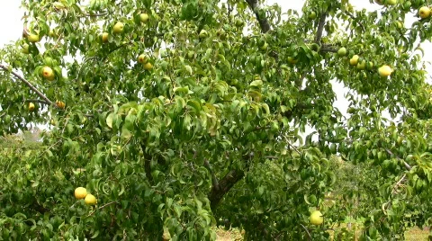 Pears on a tree Stock Footage 97256