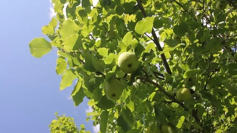 Pears on a tree. Stock Footage 94219332