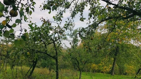 Pears on the tree Stock Footage 226155095
