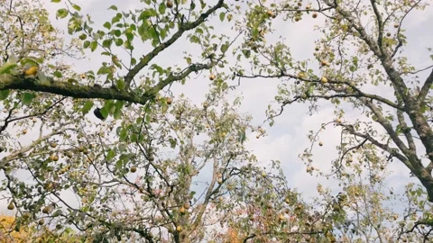 Pears on a tree in the garden Stock Footage 232923682