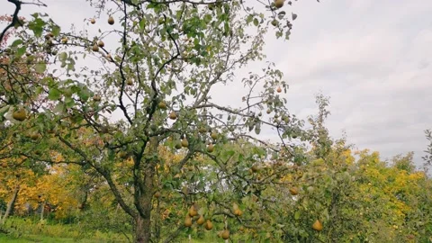 Pears on a tree in the garden Video stock 233090817