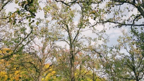 Pears on a tree in the garden Stock Footage 233581967