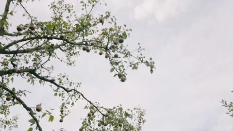 Pears on a tree in the garden Stock Footage 233730002
