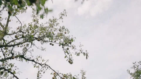 Pears on a tree in the garden Stock Footage 233979831