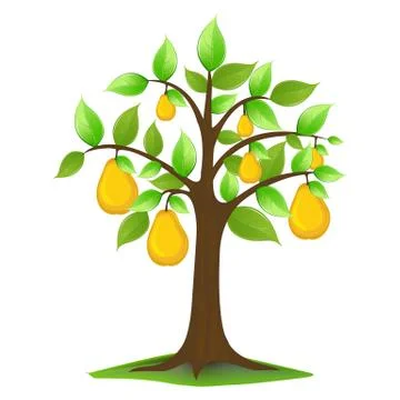 Pears in tree Stock Illustration