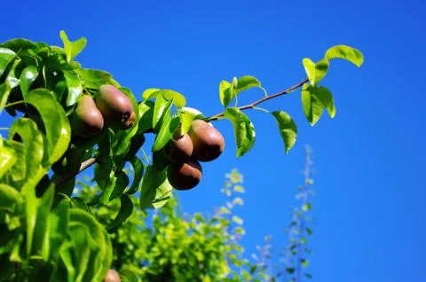 Pears on the tree over blue sky Stock Photos