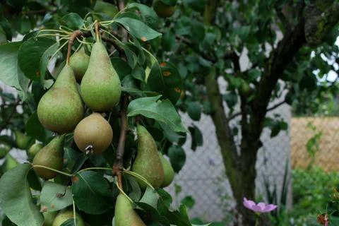 Pears on the tree Stock Photos