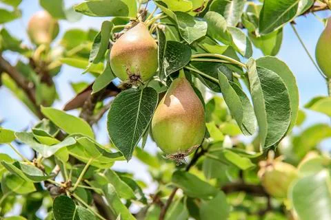 Pears on the tree 스톡 사진