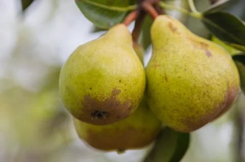 Pears on the tree Stock Photos