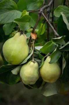 Pears on the tree Stock Photos