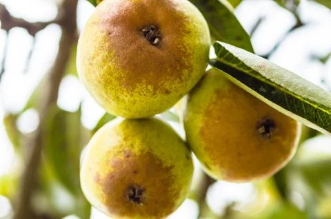 Pears on the tree Stock Photos