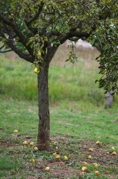 Pears on the tree Stock Photos