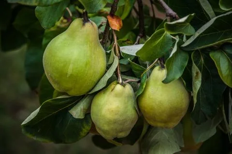 Pears on the tree Stock Photos