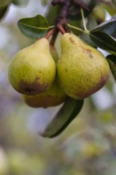 Pears on the tree Stock Photos