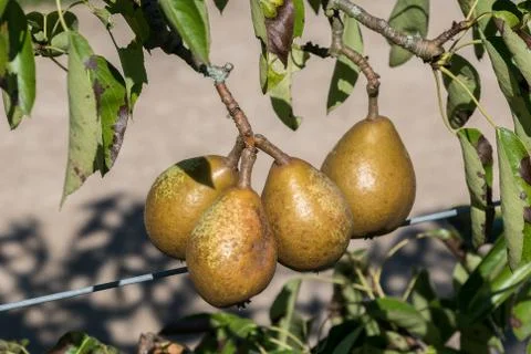 Pears in a tree Stock Photos
