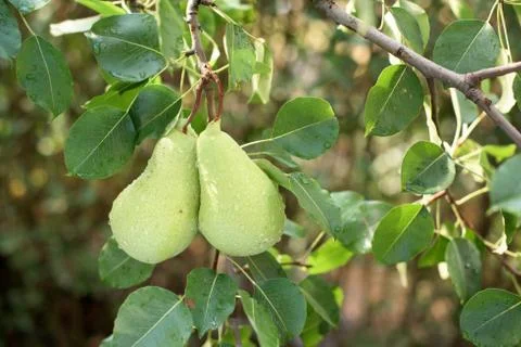 Pears on a tree Stock Photos