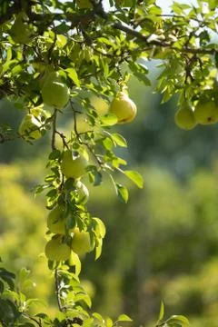 Pears on tree Stock Photos