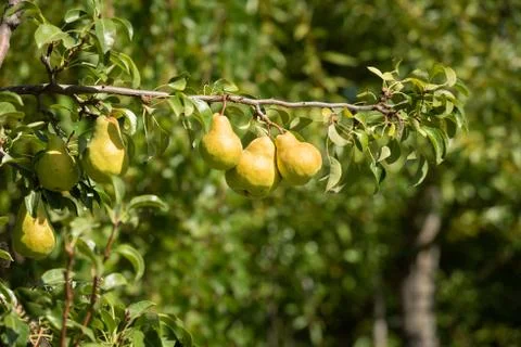 Pears on tree Stock Photos