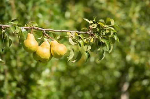 Pears on tree Stock Photos