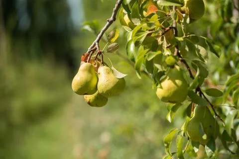 Pears on tree Stock Photos