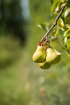 Pears on tree Stock Photos