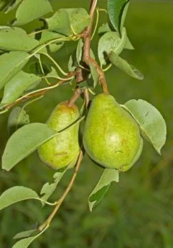Pears in tree Stock Photos