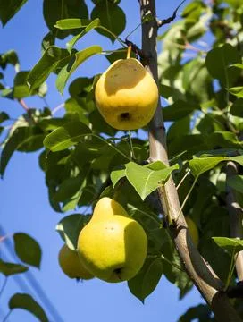 Pears on the tree Stock Photos