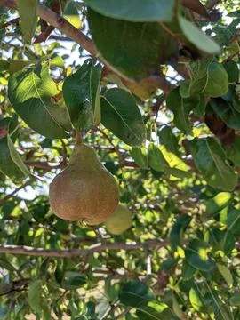 Pear's tree Foto stock