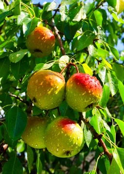 Pears on the tree. selective focus Foto stock