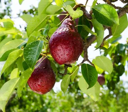 Pears on the tree. selective focus Stock Photos