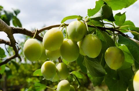 Pears on the tree. selective focus Stock Photos