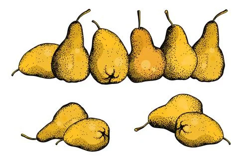 Pears. Vector  illustration. Stock Illustration