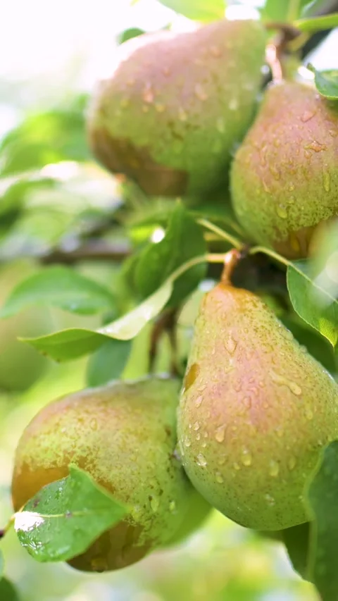 Pears vertical close-up on pears tree branch on bright sunny rainy day. 스톡 동영상 300815673