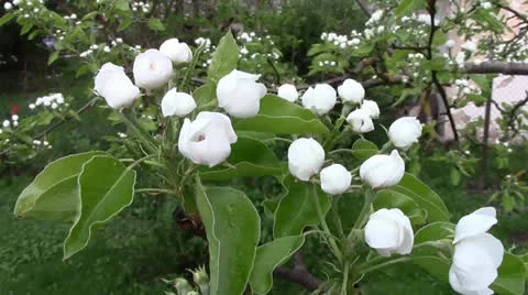 Peartree in the blossom Stock Footage 24695717
