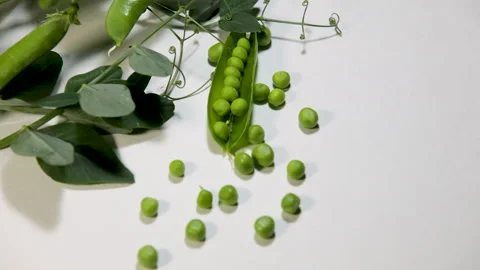 Peas and pea pods with open, closed and fresh leaf on stem on white table Stock Footage 243525562