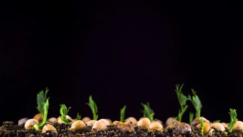 Peas Beans Germination on Black Background Stockbeeldmateriaal 88479289