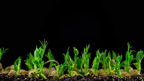Peas Beans Germination on Black Background Stock-Footage 88916118