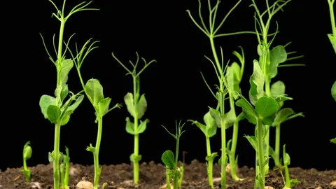 Peas Beans Growing on Black Background Stock Footage 116890592