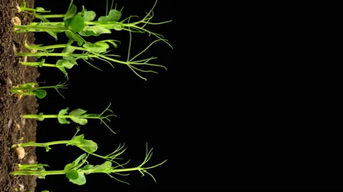 Peas Beans Growing on Black Background Stockbeeldmateriaal 117797538