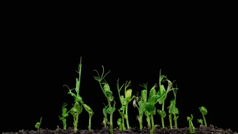 Peas Beans Growing on Black Background Vidéo 138653066