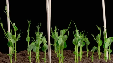 Peas Beans Growing on Black Background Stock Footage 172223554