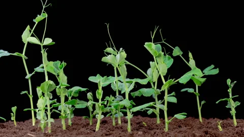 Peas Beans Growing on Black Background Stock Footage 321355388