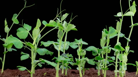 Peas Beans Growing on Black Background Stock Footage 322605764