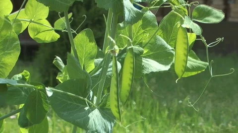 Peas on a branch. Stock Footage 769868